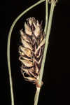 Woollyfruit sedge